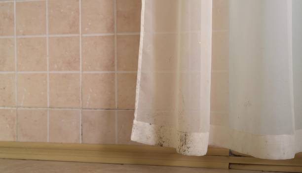 Best Environmental Consulting for Mold Prevention  in Newberry, SC