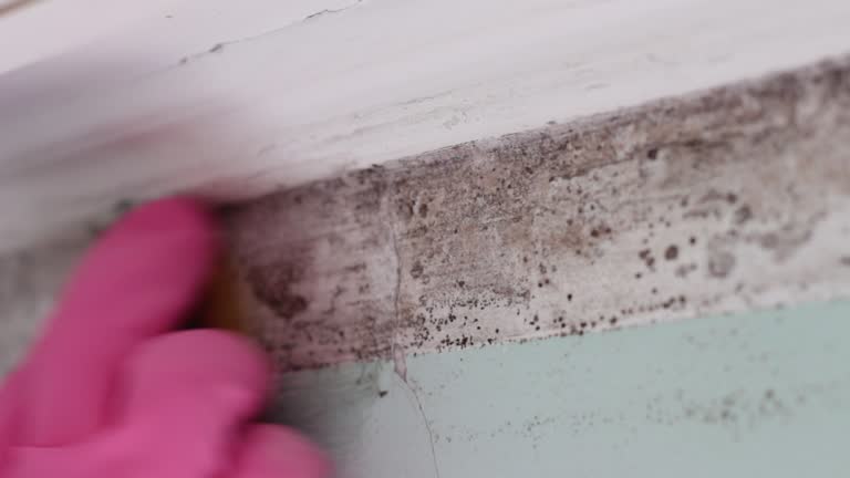 Best Post-Construction Mold Inspection  in Newberry, SC